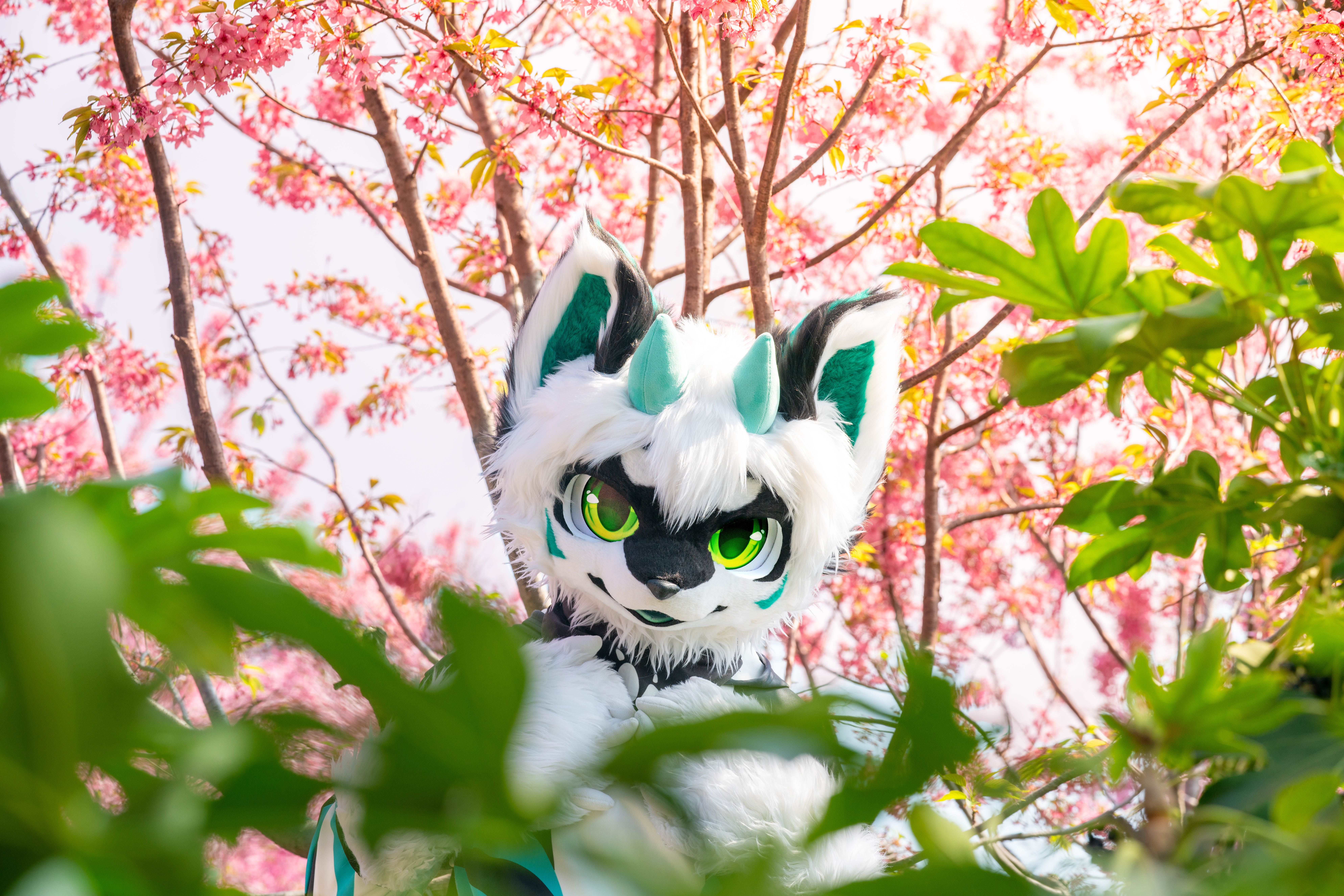 zebwqfox-05512.jpg